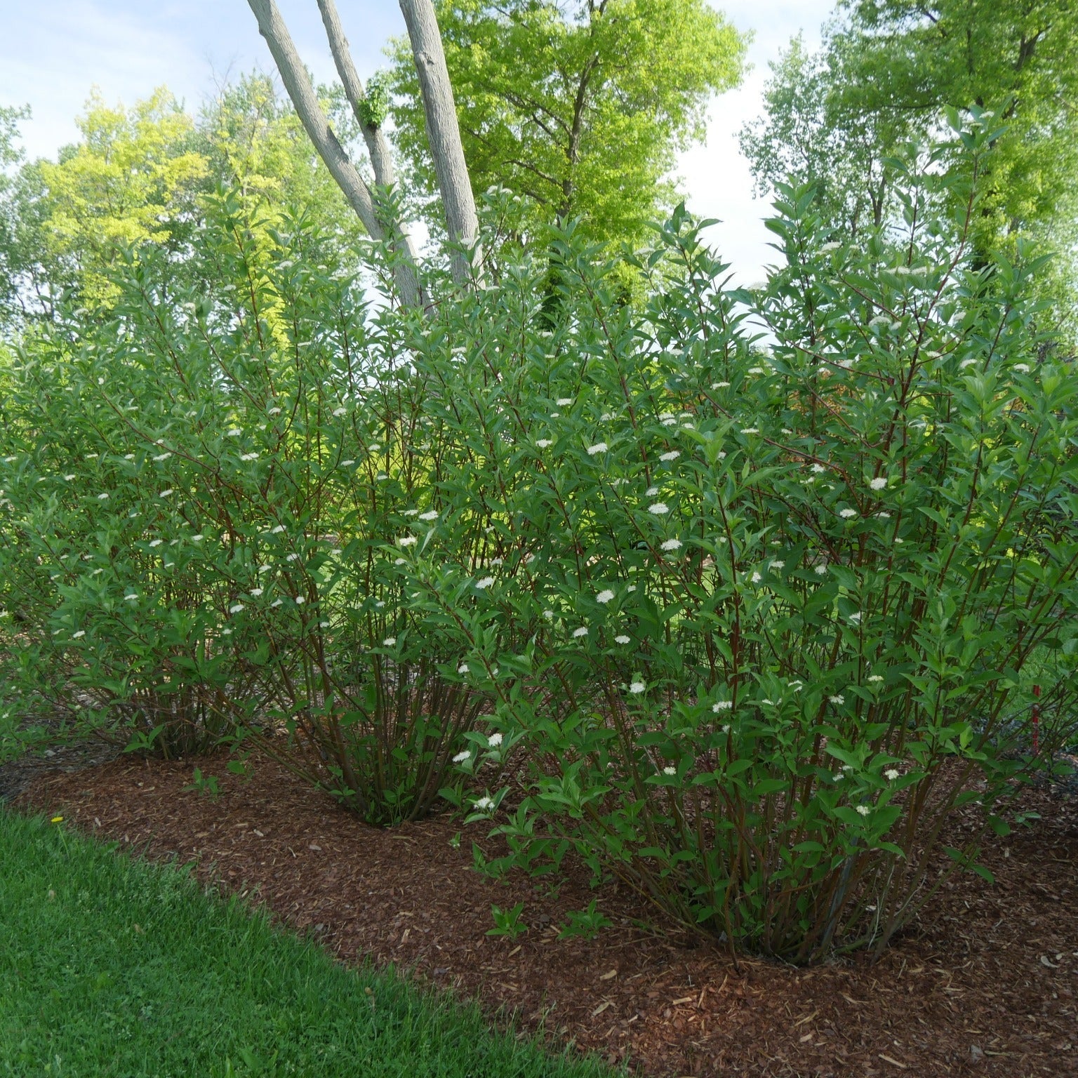 Arctic Fire Red Dogwood in use.