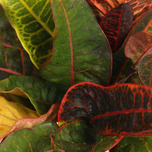 Pop Art Warhol Rushfoil up close.