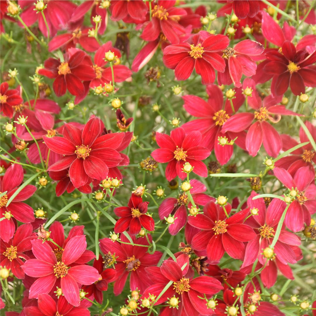 Designer Threads™ 'Scarlet Ribbons' Threadleaf Coreopsis (Coreopsis verticillata)