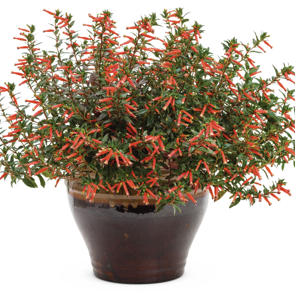 Vermillionaire Large Firecracker Plant in use.