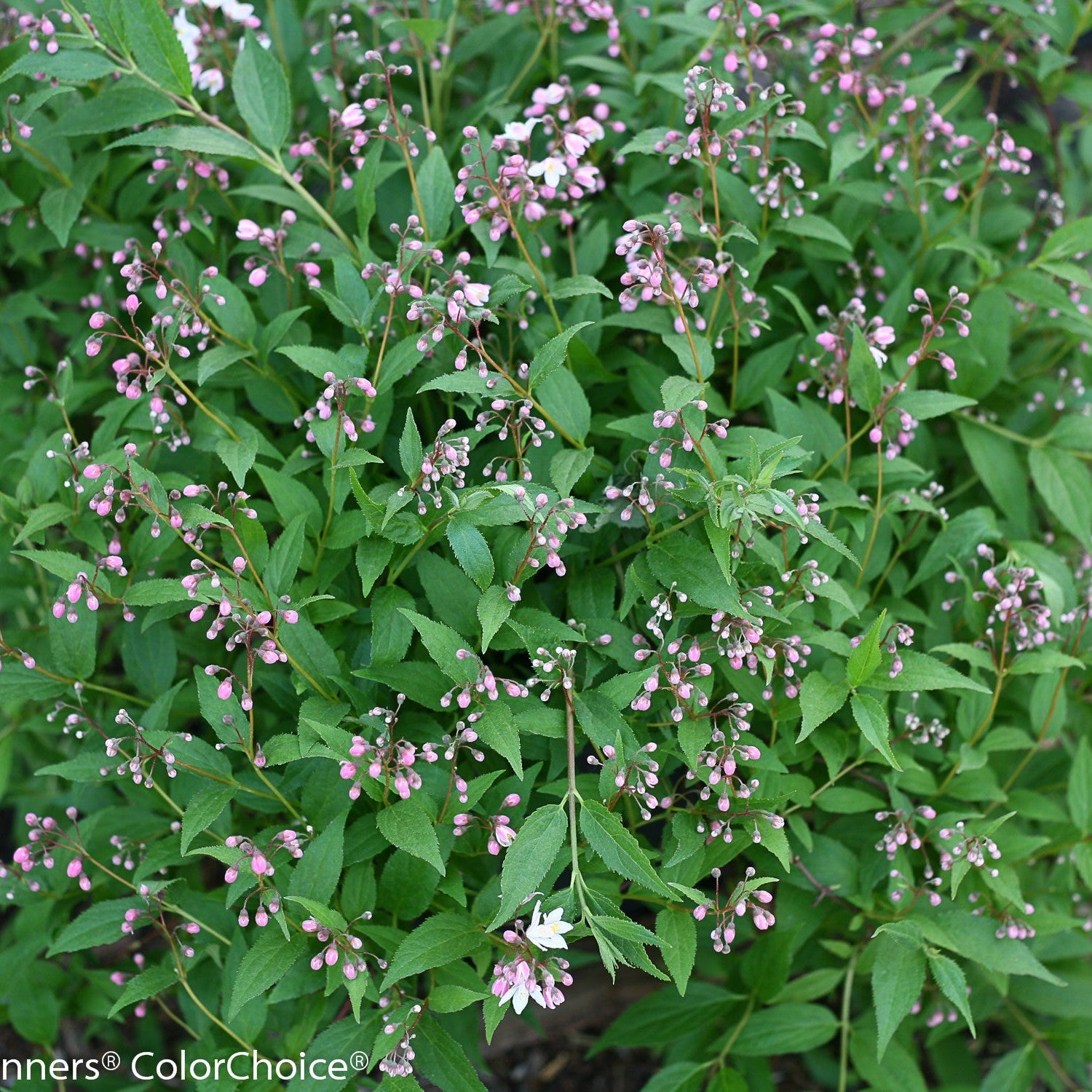 Yuki Cherry Blossom Deutzia in focus.