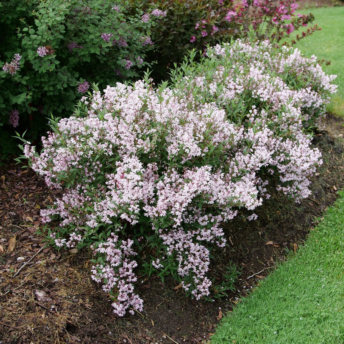 Yuki Kabuki Deutzia in use.