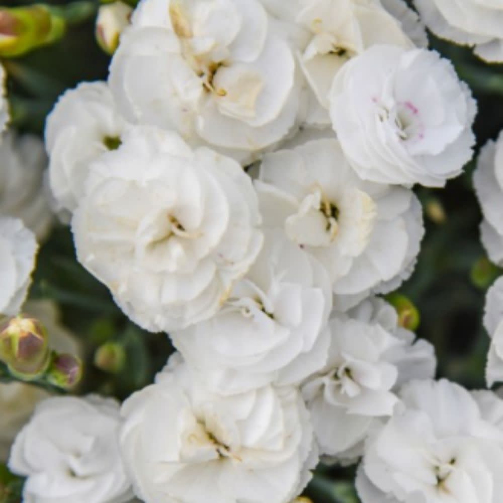 Fruit Punch® 'Whipped Cream' Pinks (Dianthus hybrid) | Proven Winners® New Variety 2026
