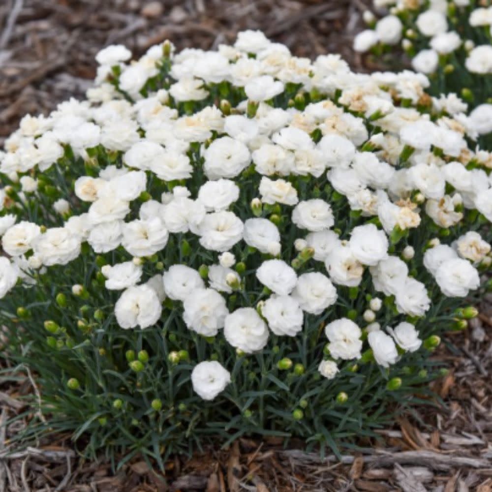Fruit Punch® 'Whipped Cream' Pinks (Dianthus hybrid) | Proven Winners® New Variety 2026