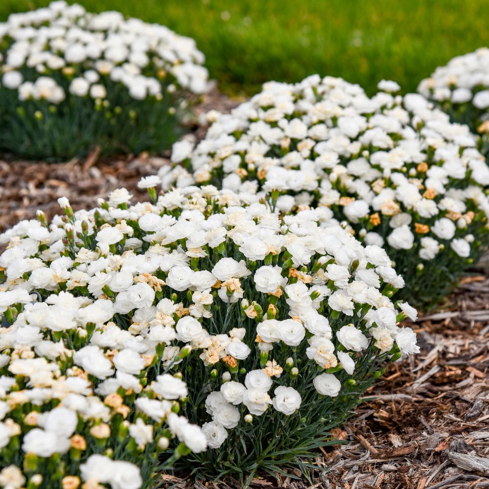Fruit Punch® 'Whipped Cream' Pinks (Dianthus hybrid) | Proven Winners® New Variety 2026