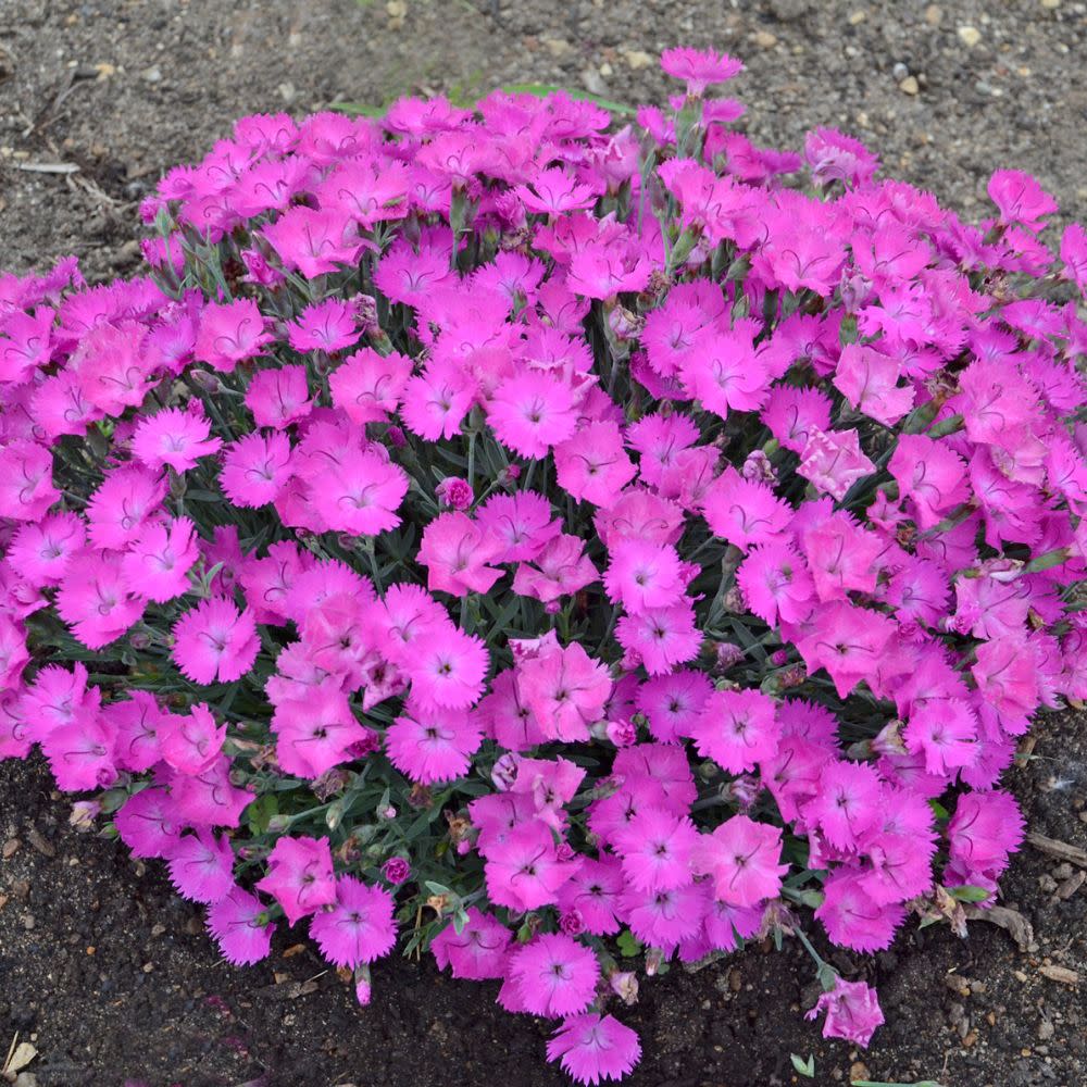 'Paint the Town Fuchsia' Pinks (Dianthus hybrid)
