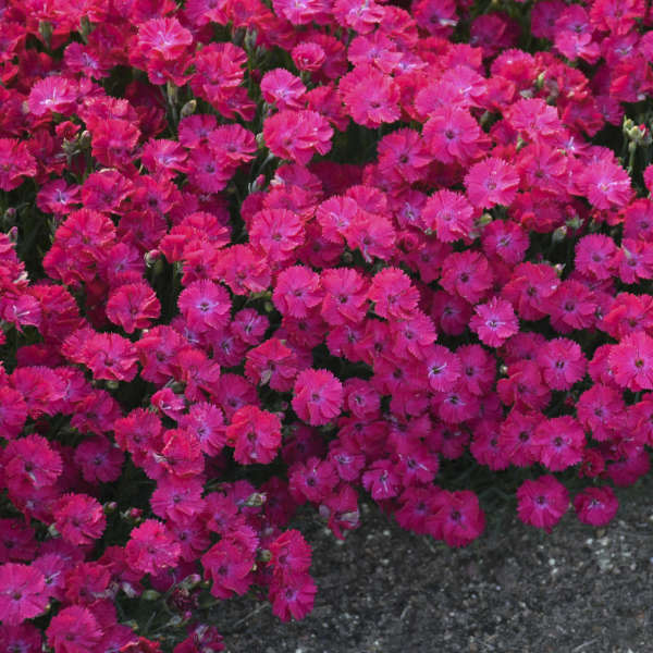 'Paint the Town Red' Pinks (Dianthus hybrid)