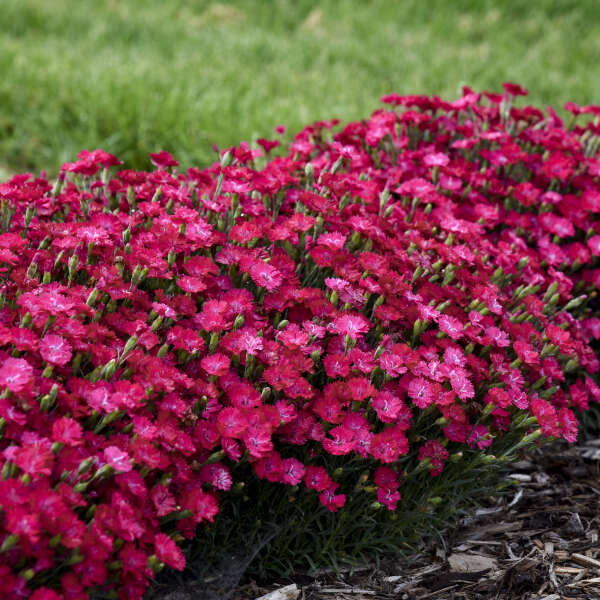 'Paint the Town Red' Pinks (Dianthus hybrid)