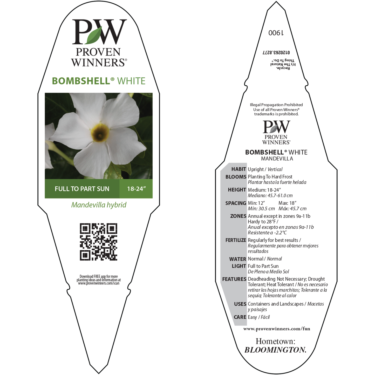 Bombshell® White Rocktrumpet (Mandevilla hybrid)