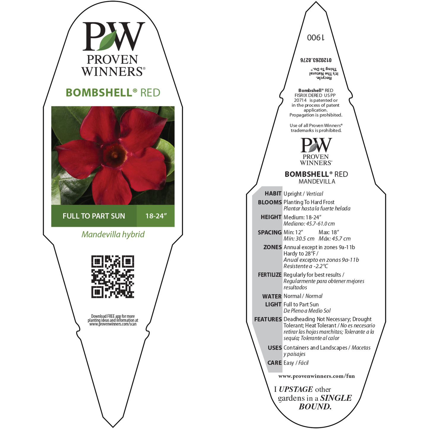 Bombshell® Red Rocktrumpet (Mandevilla hybrid)