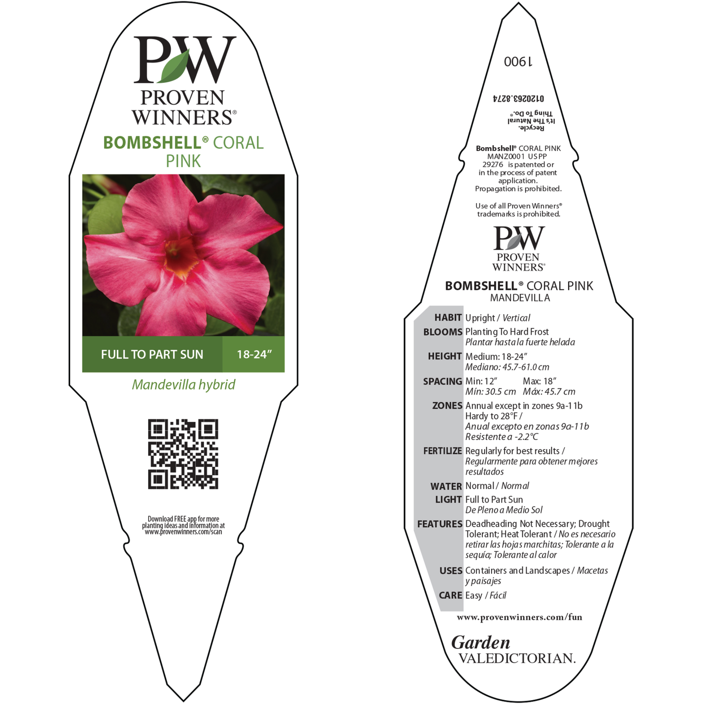 Bombshell® Coral Pink Rocktrumpet (Mandevilla hybrid)