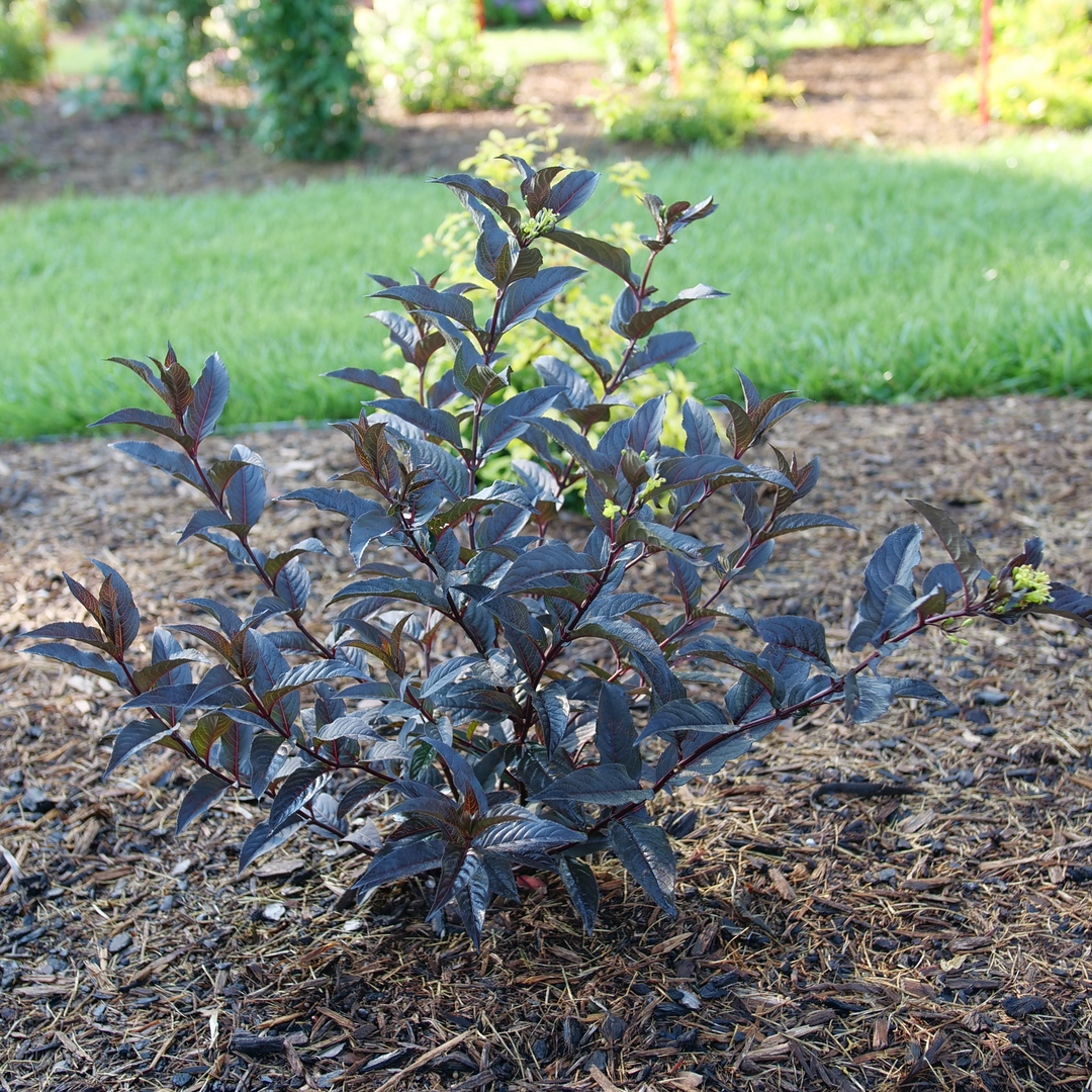Kodiak Jet Black Kodiak Jet Black bush honeysuckle in use.