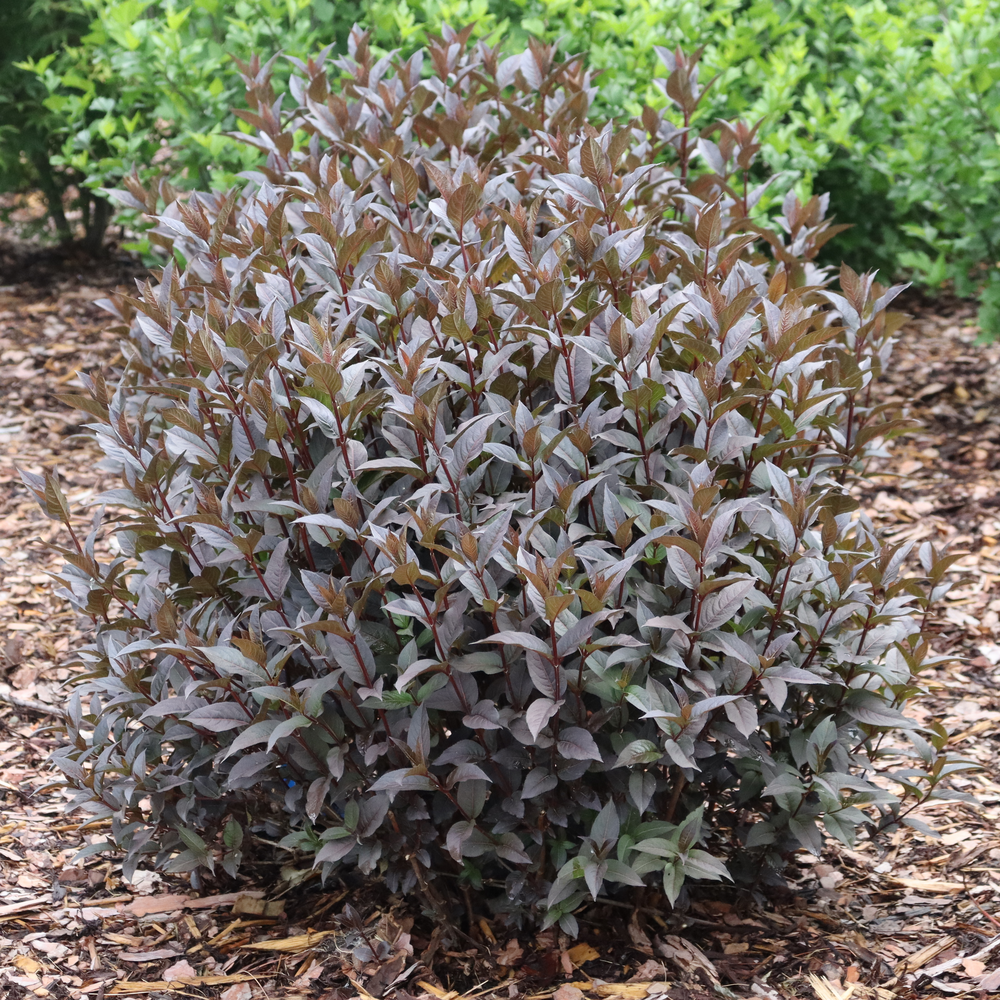 Kodiak Jet Black Kodiak Jet Black bush honeysuckle in use.