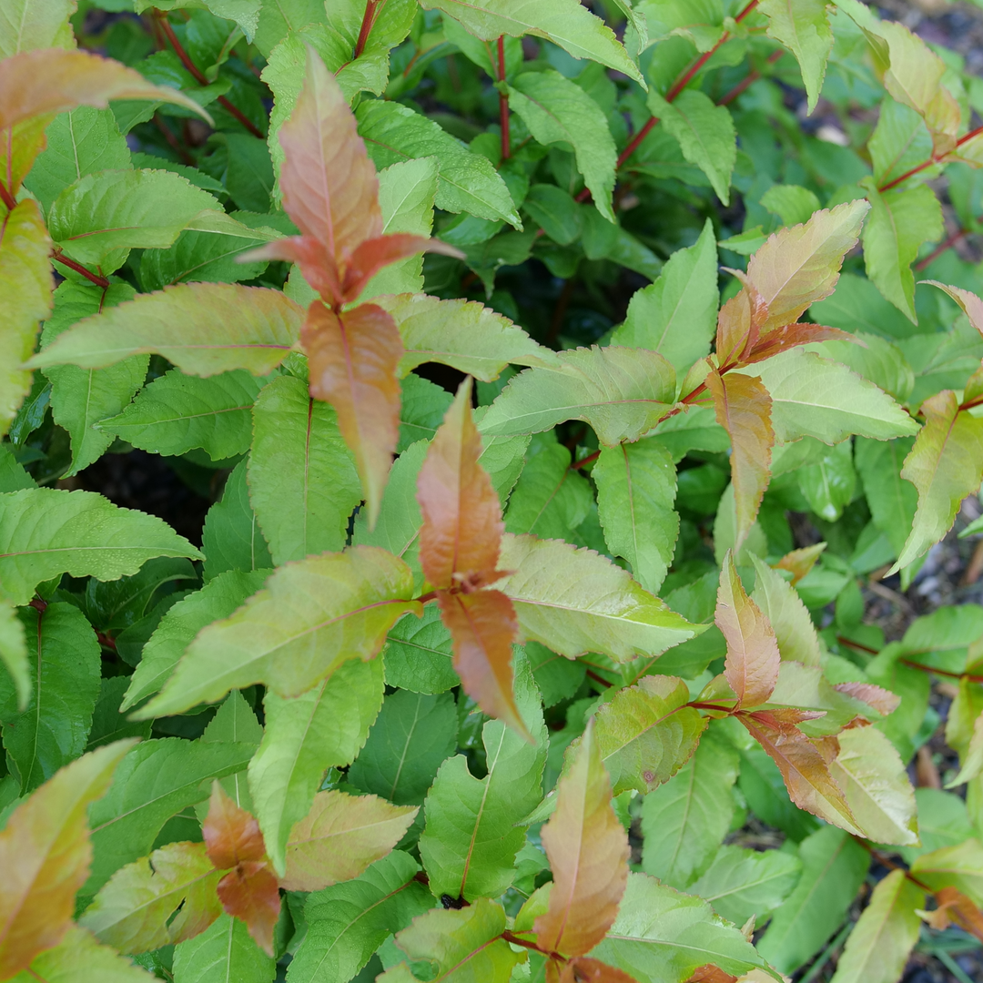Kodiak Spiced Kodiak Spiced bush honeysuckle up close.