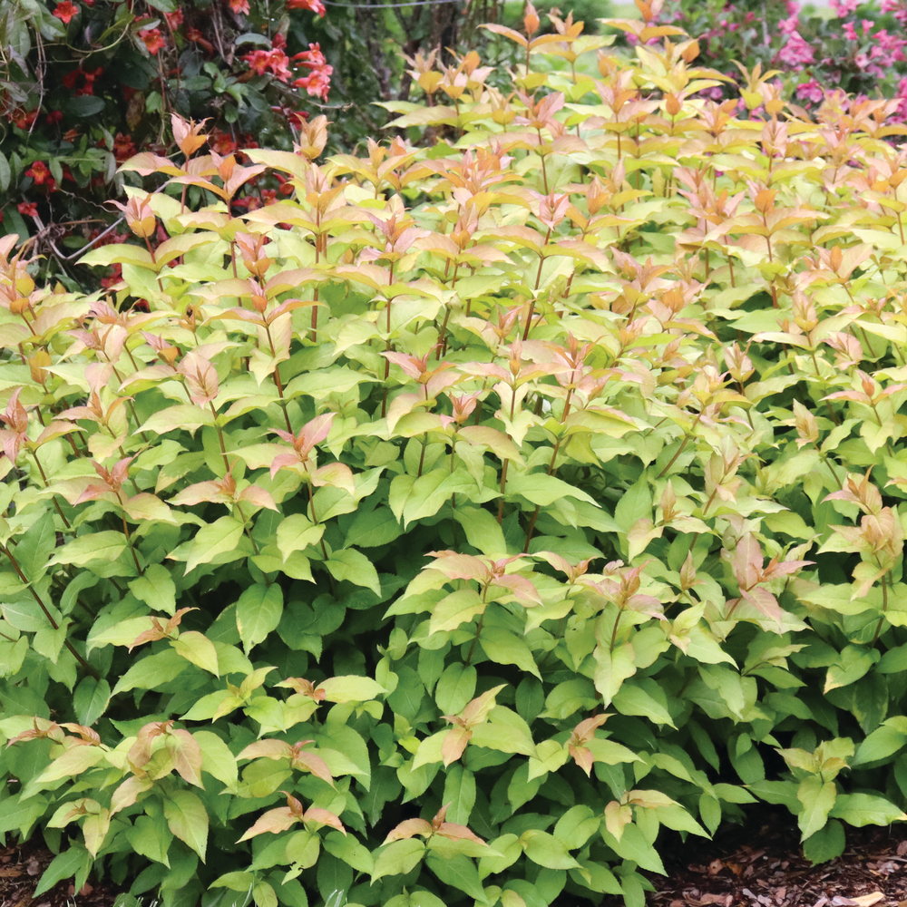 Kodiak Spiced Kodiak Spiced bush honeysuckle in focus.