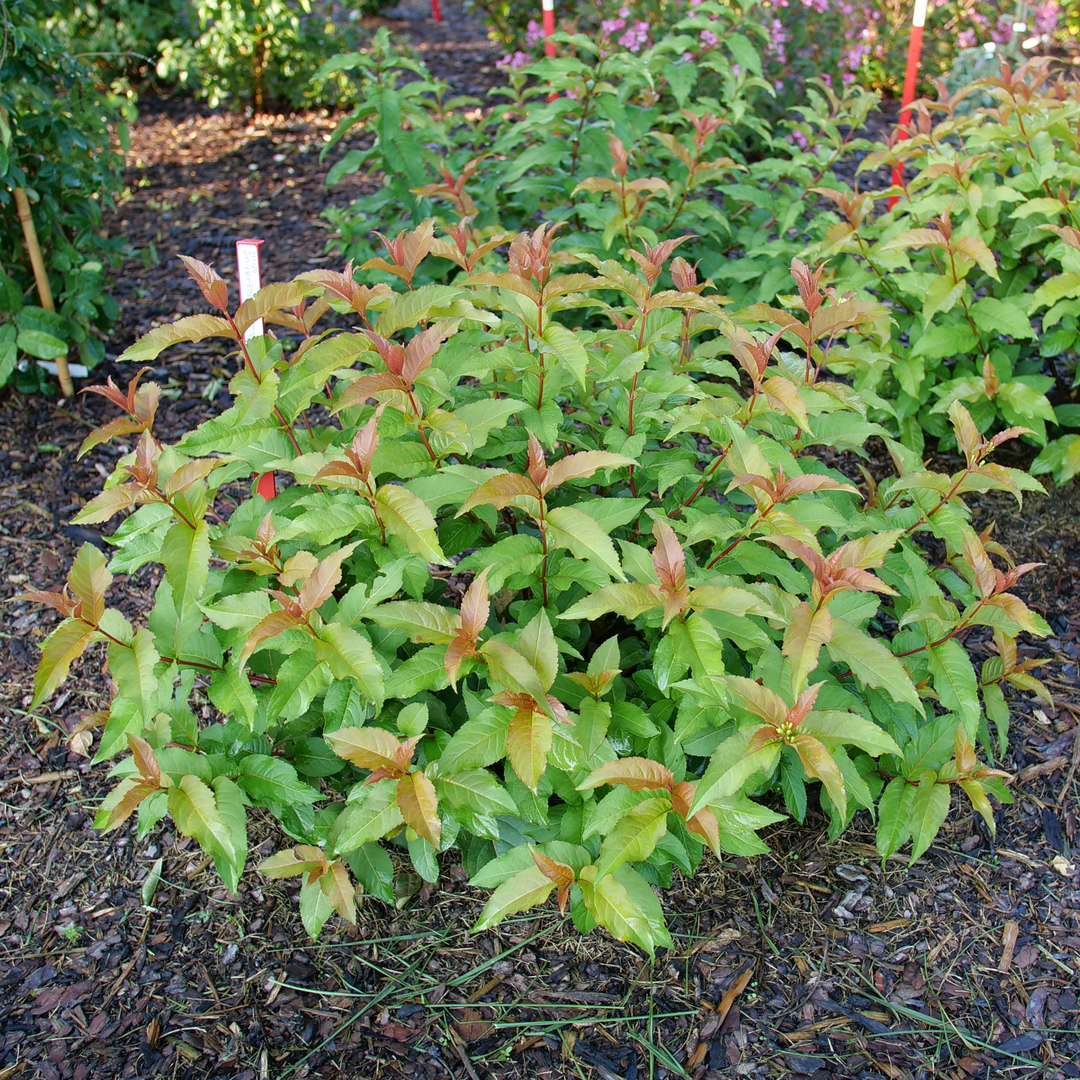 Kodiak Spiced Kodiak Spiced bush honeysuckle in use.