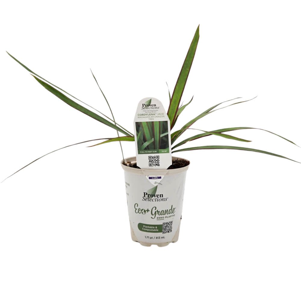 Proven Selections® Cordylena® Jade Madagascar Dragon Tree (Dracaena marginata)