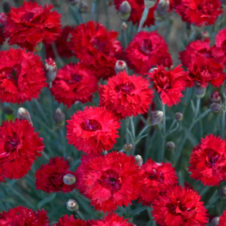 Fruit Punch® 'Maraschino' Pinks (Dianthus hybrid)