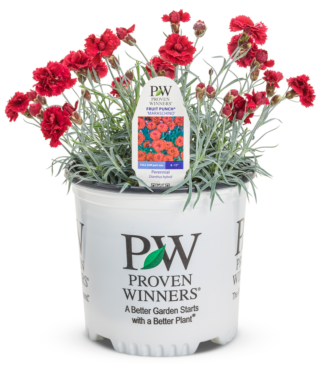 Fruit Punch® 'Maraschino' Pinks (Dianthus hybrid)