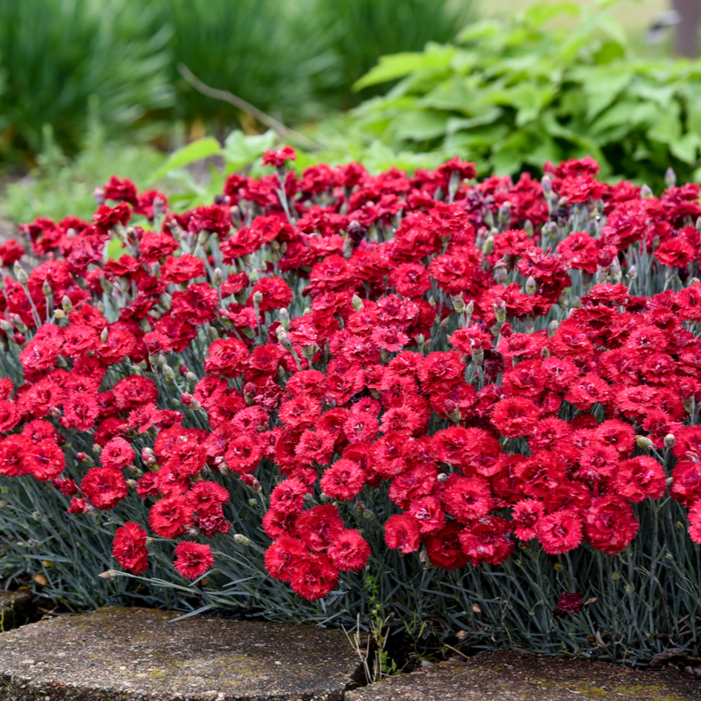 Fruit Punch® 'Maraschino' Pinks (Dianthus hybrid)