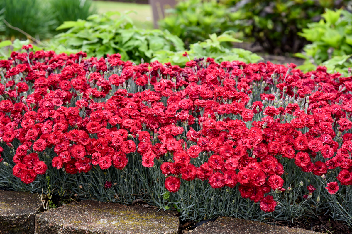 Fruit Punch® 'Maraschino' Pinks (Dianthus hybrid)