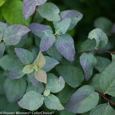 Proven Winners® Shrub Plants|Spiraea - Double Play Blue Kazoo Spirea 1
