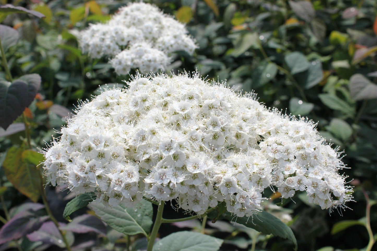 Proven Winners® Shrub Plants|Spiraea - Double Play Blue Kazoo Spirea 3