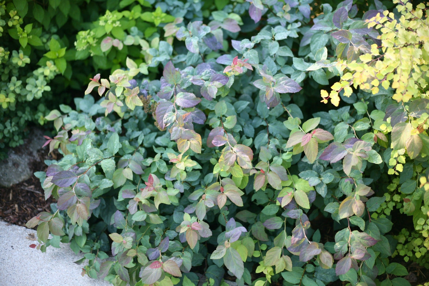 Proven Winners® Shrub Plants|Spiraea - Double Play Blue Kazoo Spirea 4
