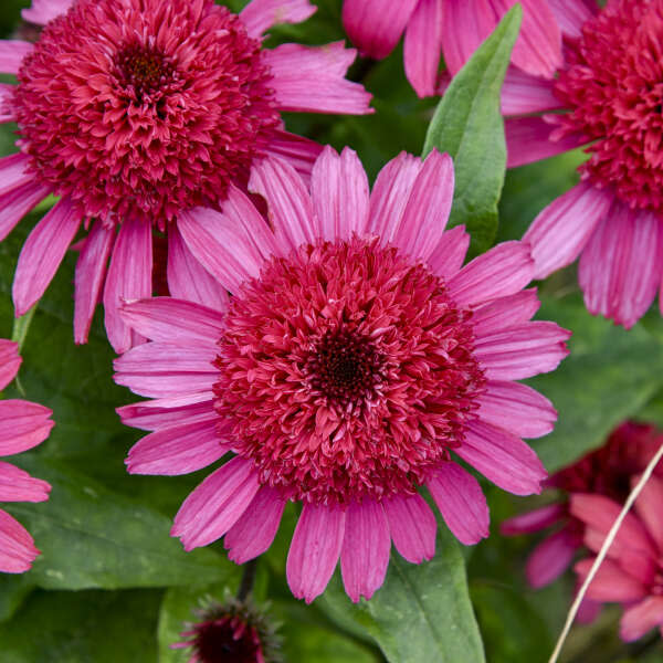 Double Coded® 'Raspberry Beret' Coneflower (Echinacea hybrid)