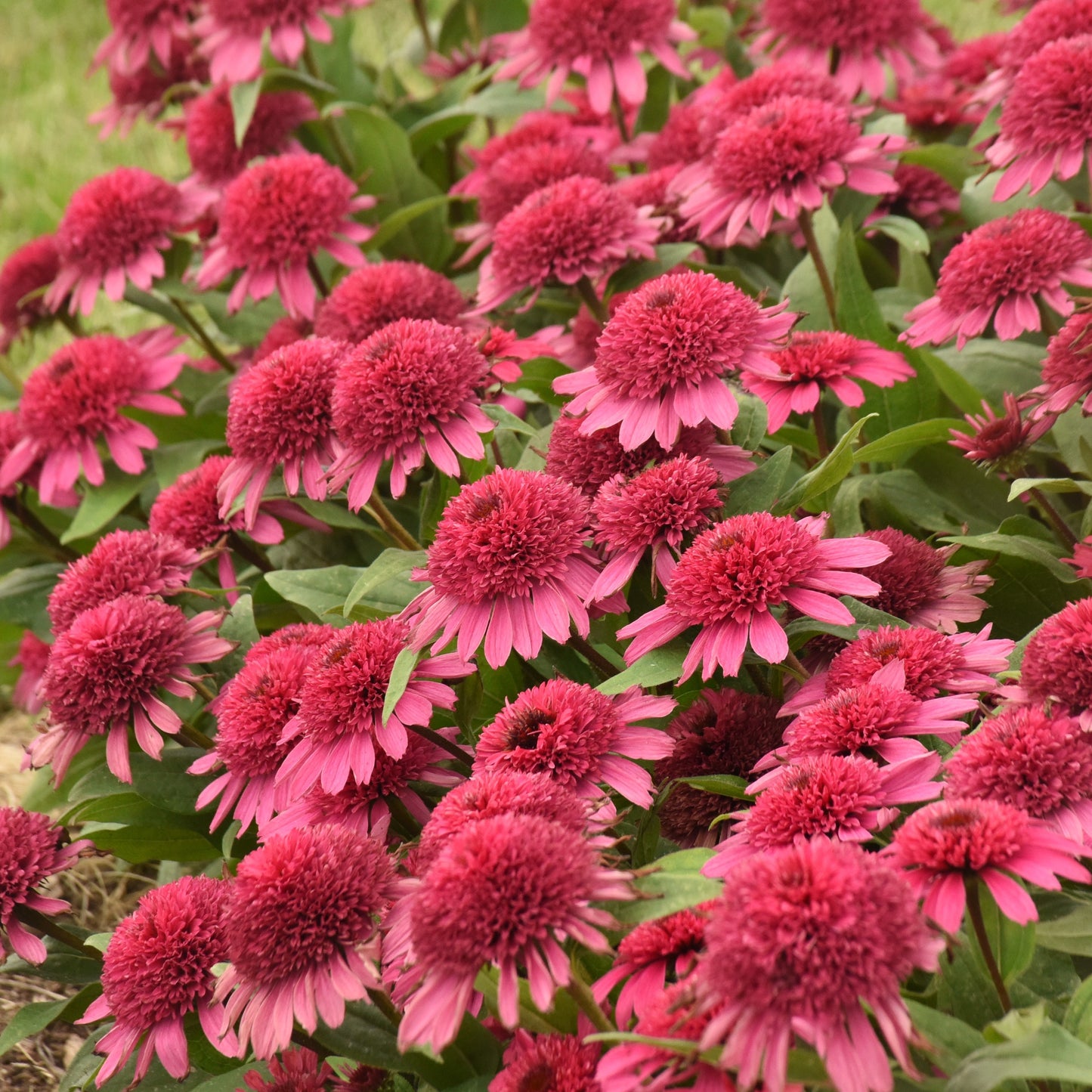 Double Coded 'Raspberry Beret' Coneflower up close.