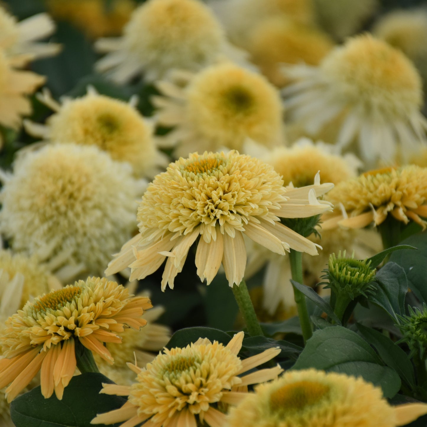 Double Coded 'Butter Pecan' Coneflower up close.