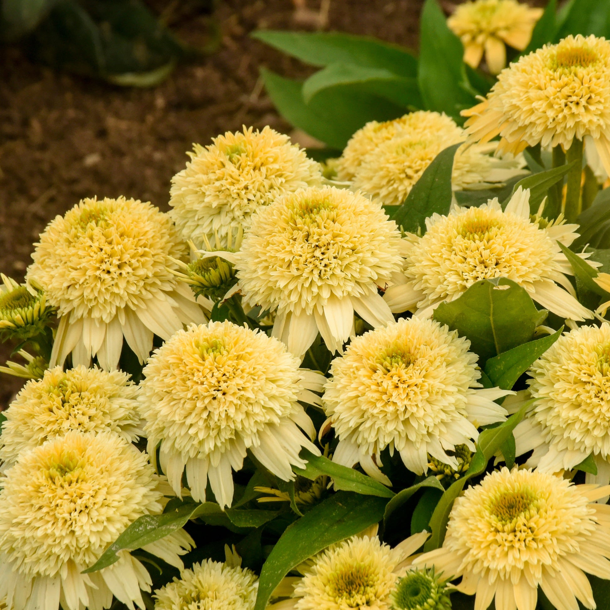 Double Coded 'Butter Pecan' Coneflower up close.