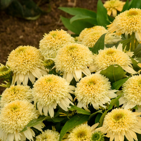 Double Coded 'Butter Pecan' Coneflower up close.