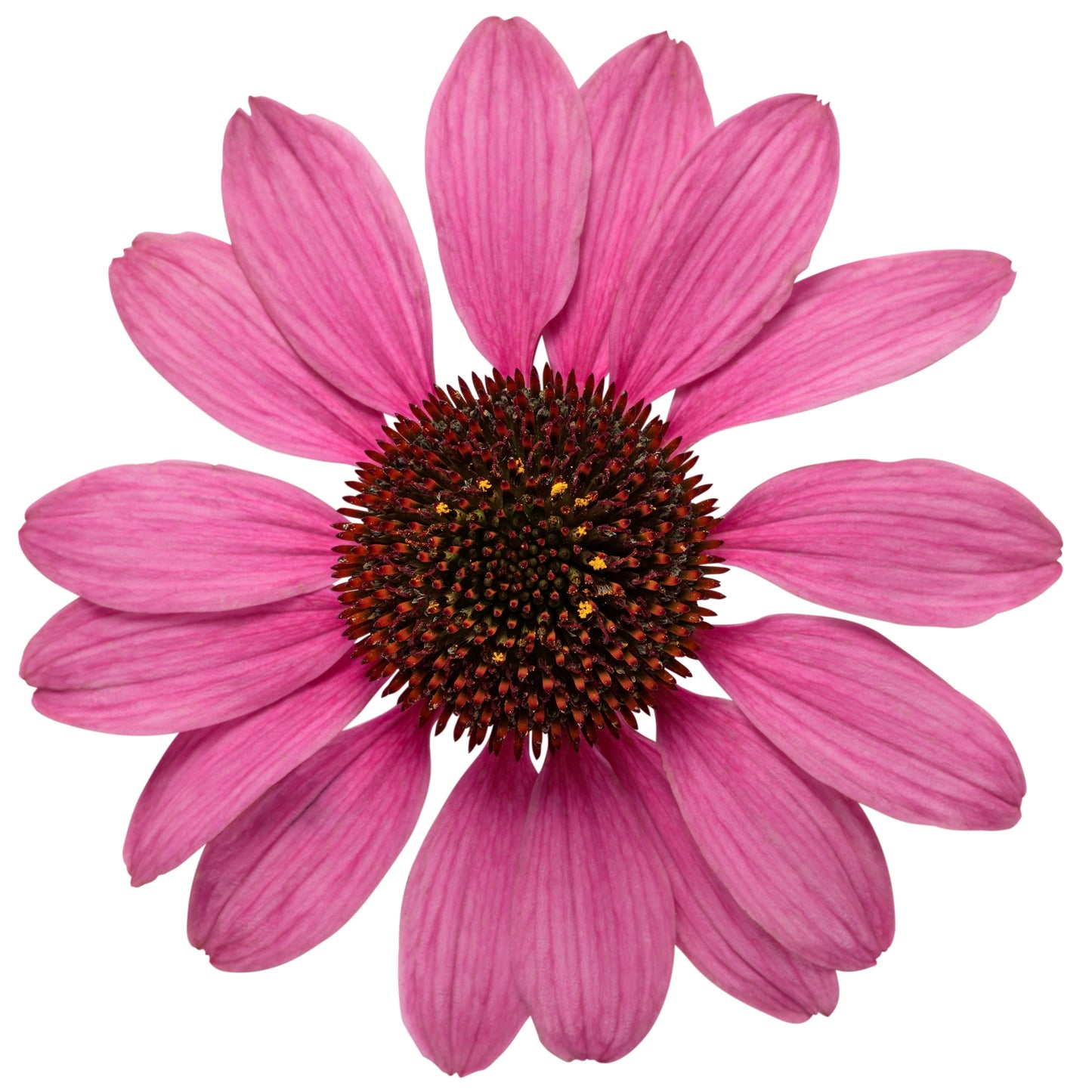 Color Coded® 'The Fuchsia is Bright' Coneflower (Echinacea hybrid)