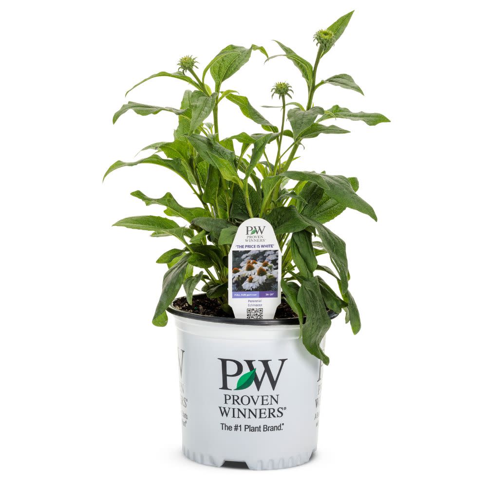 Color Coded® 'The Price is White' Coneflower (Echinacea hybrid)