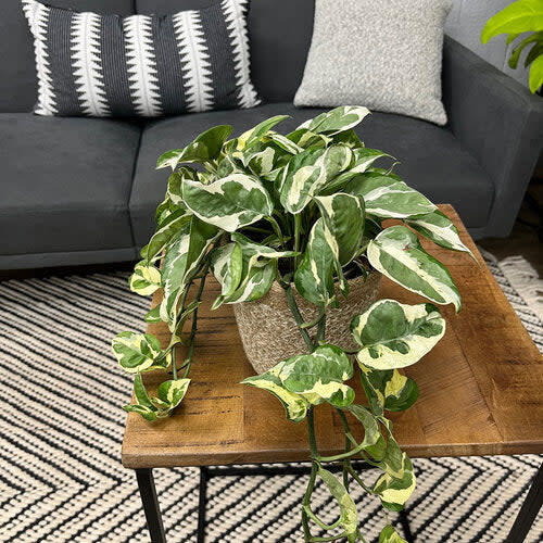 leafjoy Beautifall N'Joy Pothos in use.