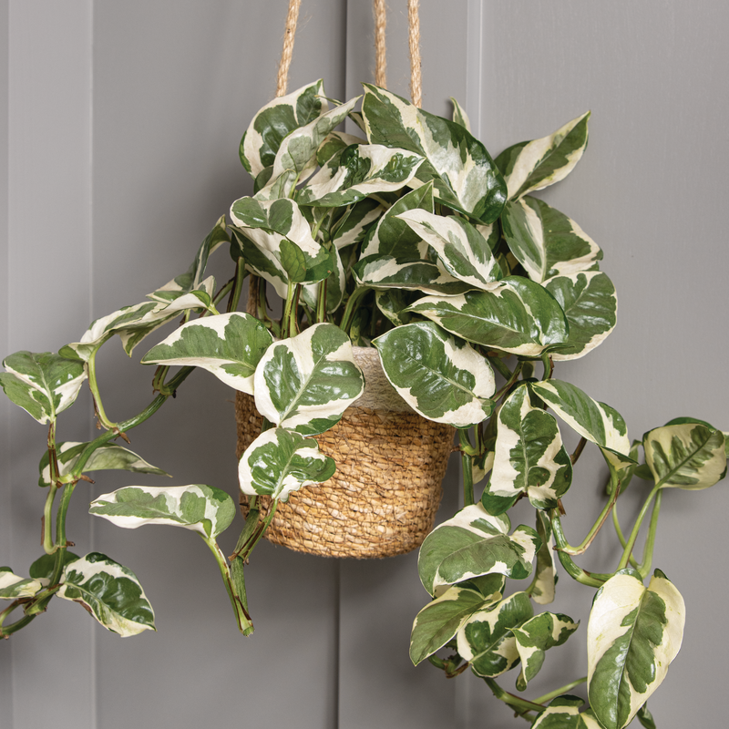 leafjoy Beautifall N'Joy Pothos in use.