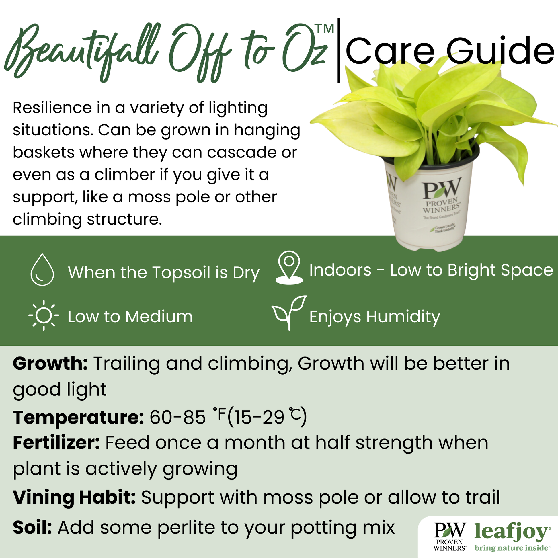 leafjoy® Beautifall® Off to Oz Pothos detailed care information.