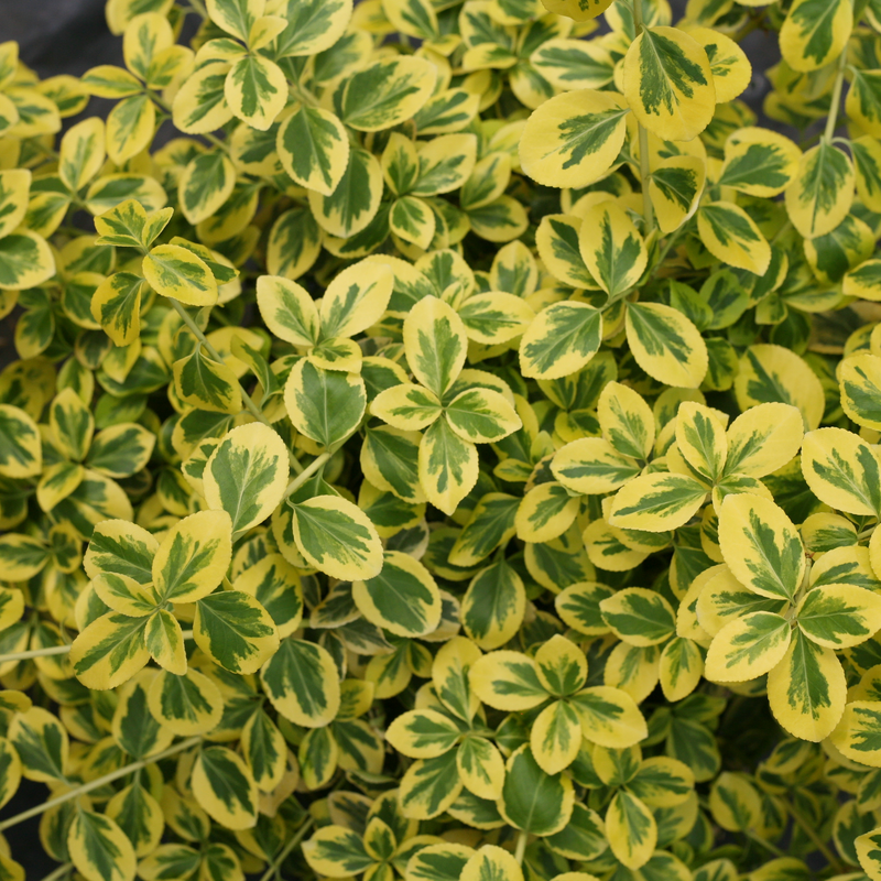 Gold Splash Gold Splash Wintercreeper up close.