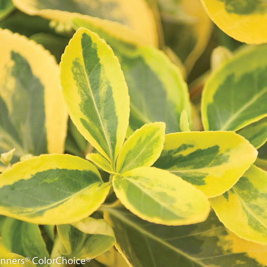 Gold Splash Wintercreeper up close.
