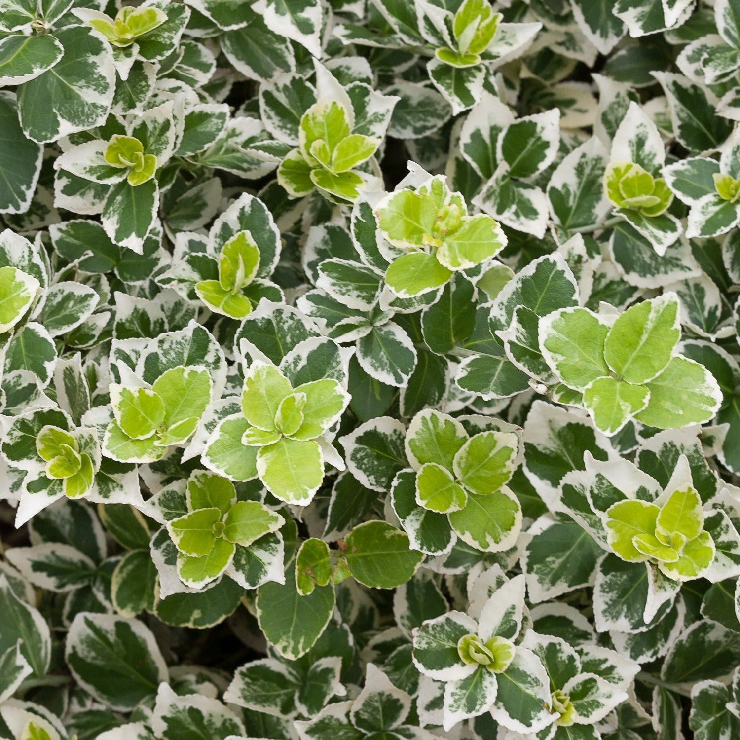 Wintercreeper | White Album® | Proven Winners® Shrubs – Proven