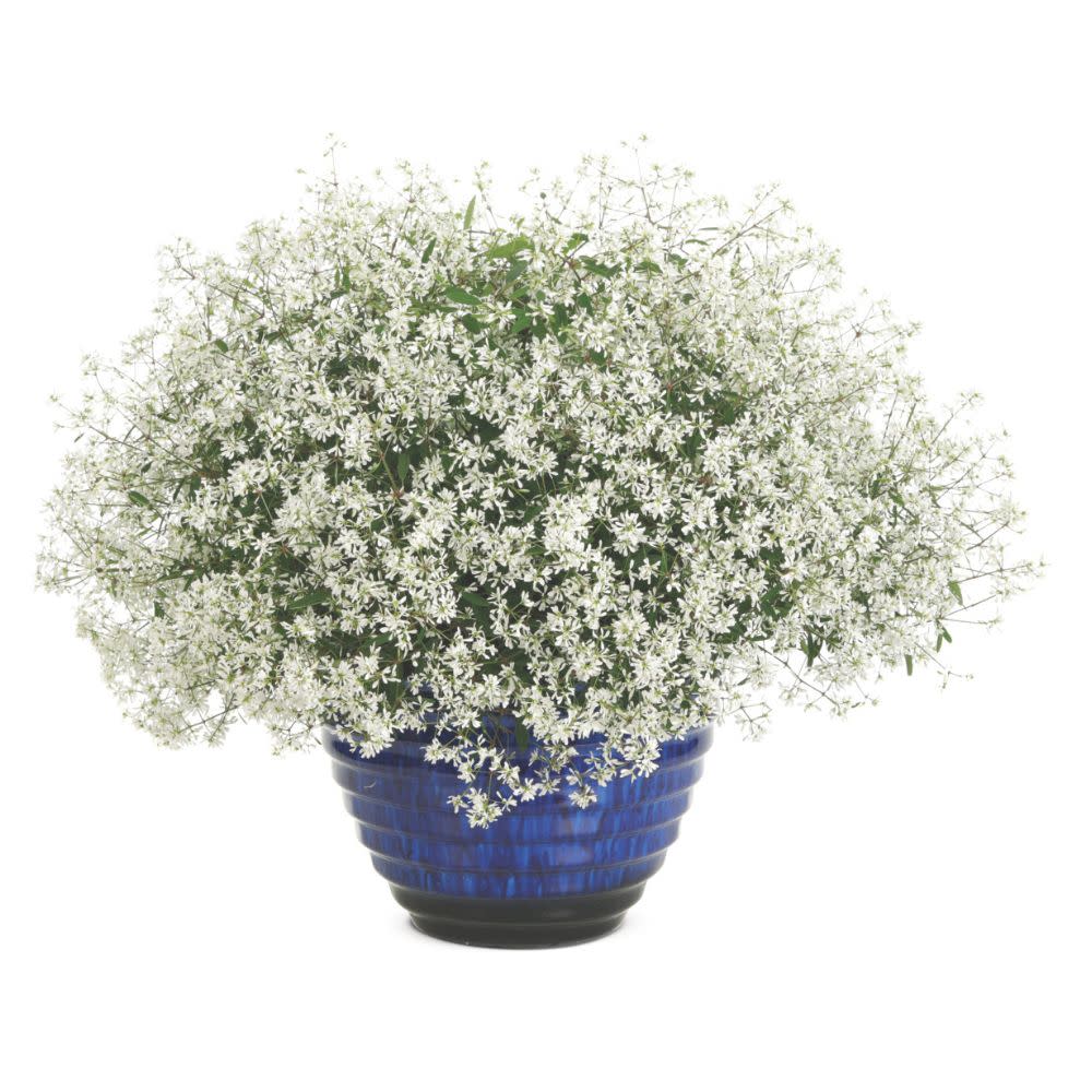 Diamond Snow® Euphorbia (Euphorbia hybrid)