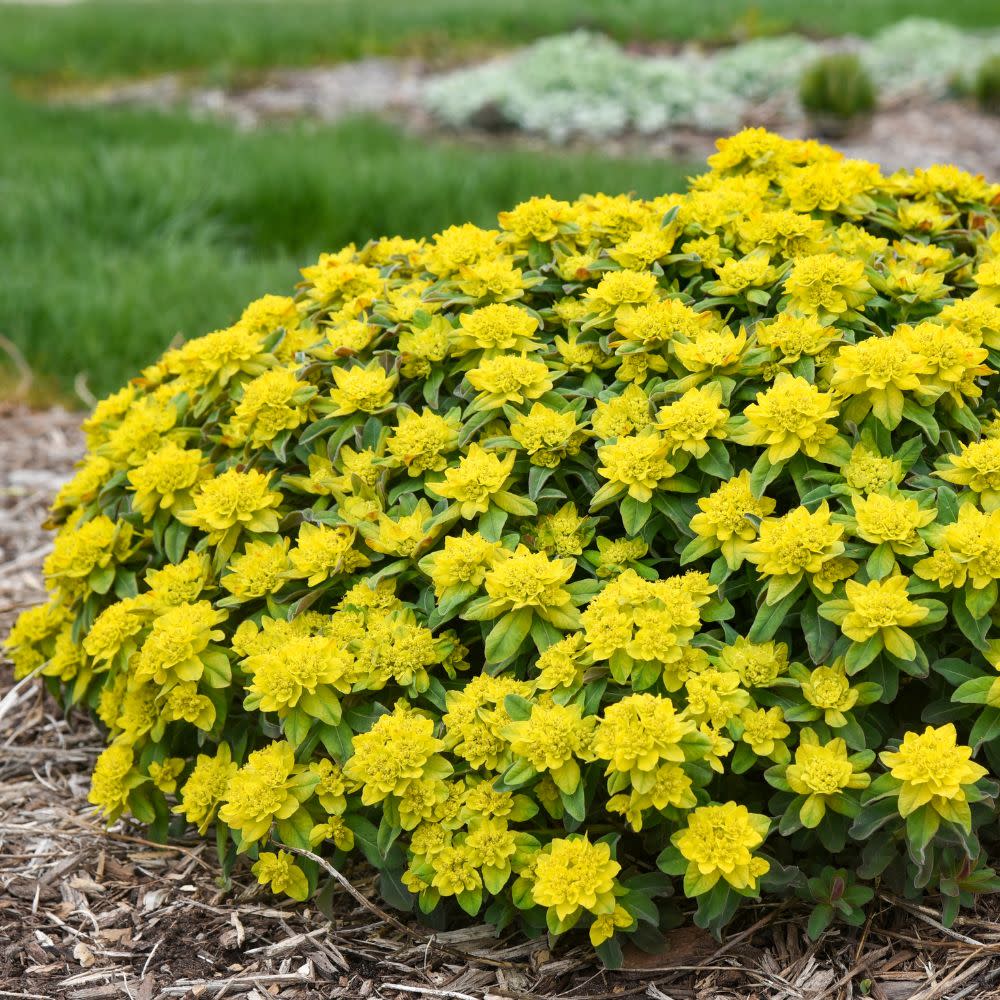 'Urge to Splurge' Euphorbia | Proven Winners® New Variety 2026