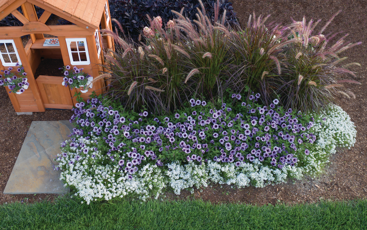 Festival Star® Hardy Baby's Breath (Gypsophila paniculata)