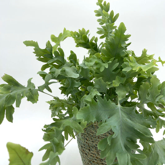 leafjoy Living Lace Davana Blue Star Fern up close.