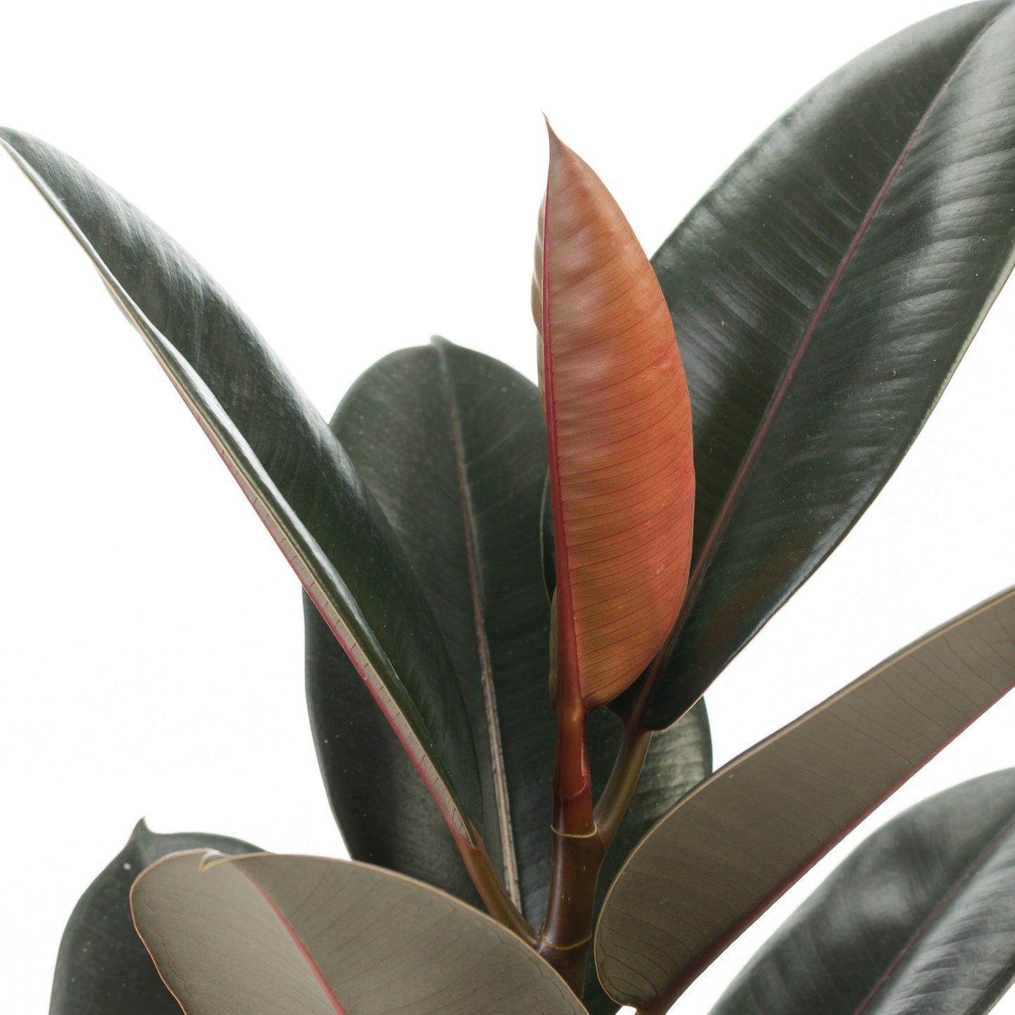 leafjoy Chroma Abidjan Rubber Plant up close.