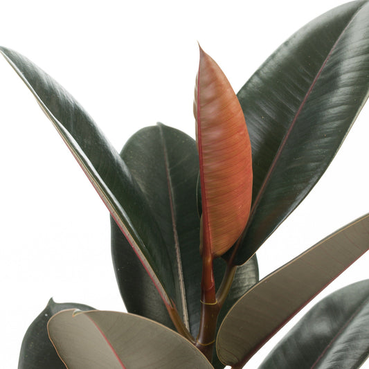 leafjoy Chroma Abidjan Rubber Plant up close.