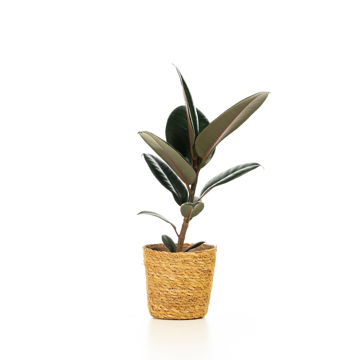 leafjoy Chroma Abidjan Rubber Plant in container.
