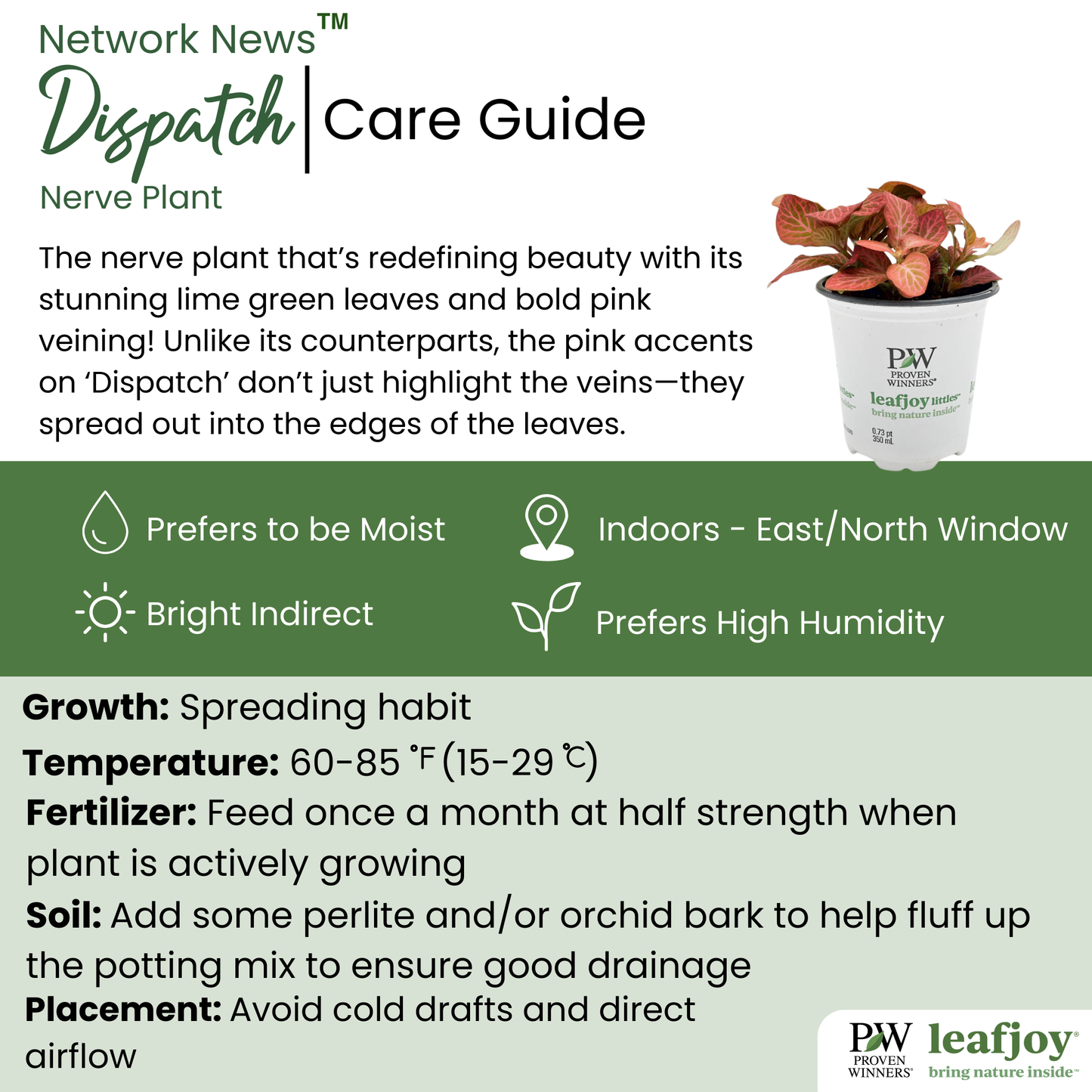 leafjoy littles™ Network News™ Dispatch™ Nerve Plant (Fittonia albivenis)