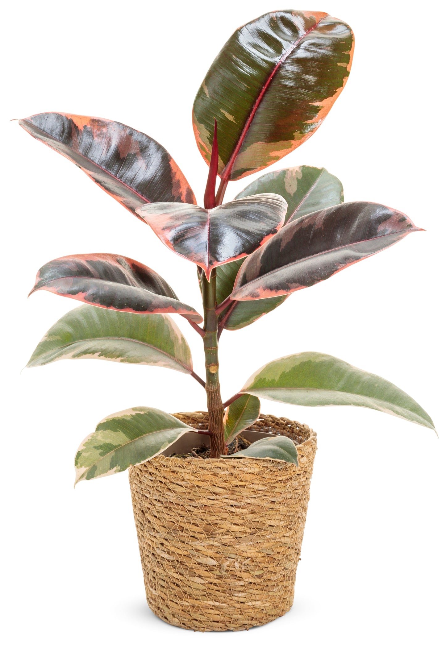 Chroma™ Ficus Belize (Elastica) - Rubber Plant